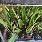 Cattleya Red Crab 'Kuan Miao'