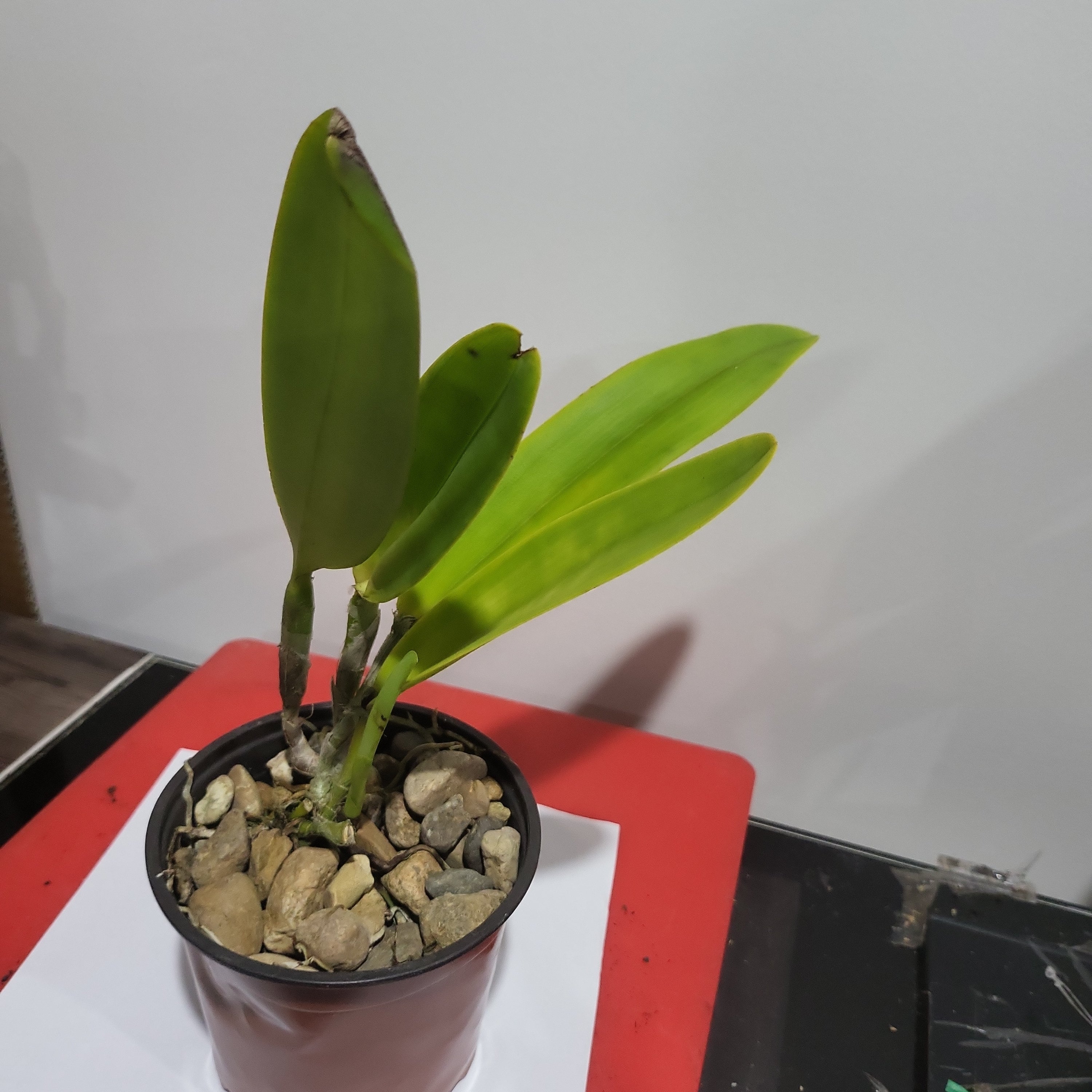 Cattleya maxima coerulea 'Angelo' x 'Hector' Secondary image