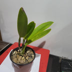 Cattleya maxima coerulea 'Angelo' x 'Hector'