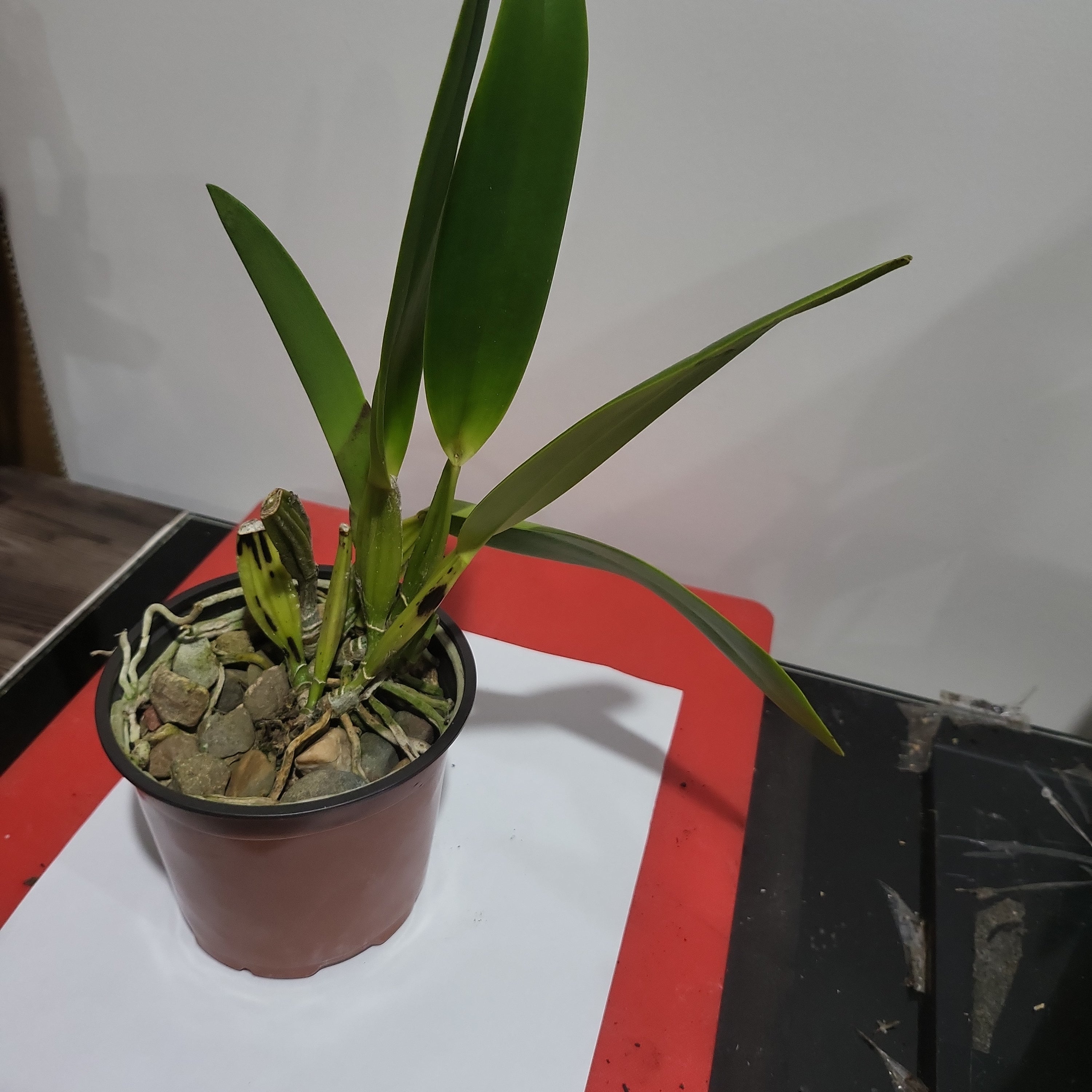 Cattleya mendelii (Species) Secondary image