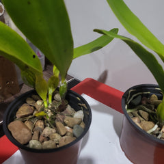 Laelia tenebrosa (Species)