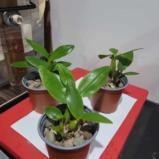 Dendrobium spectabile 'Shorty' (RARE, Latouria)