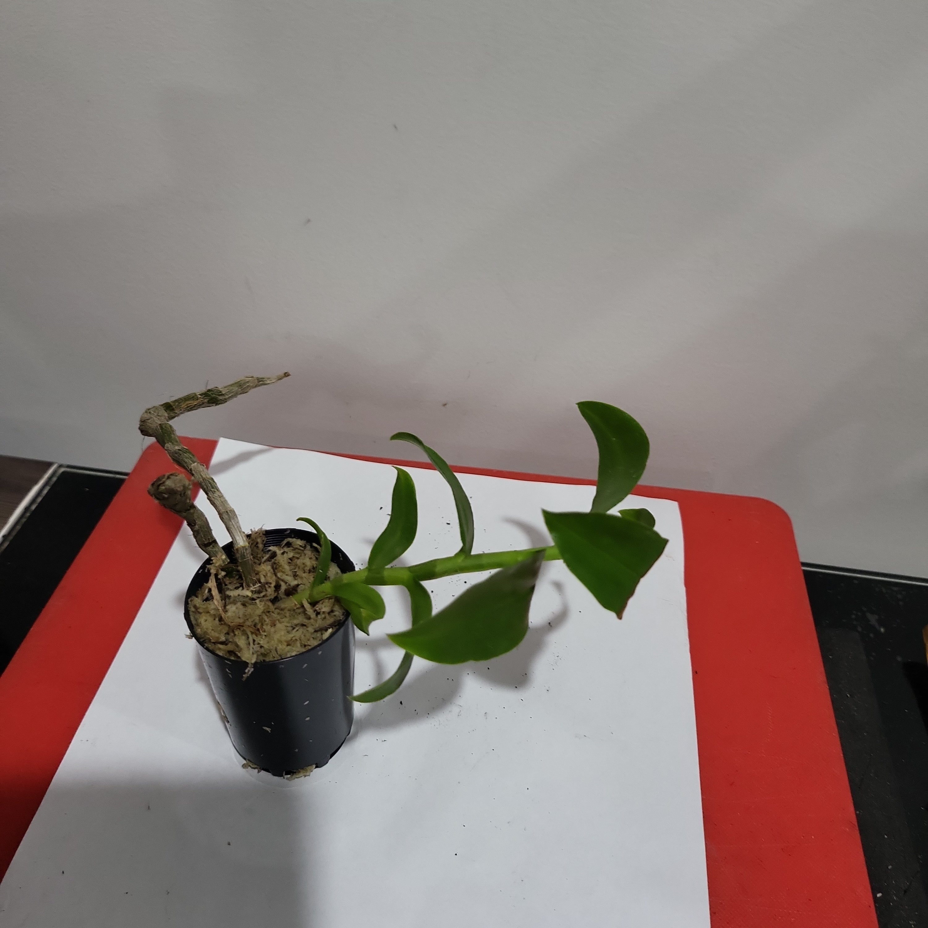 Dendrobium anosmum (alba form -  Fragrant Species)