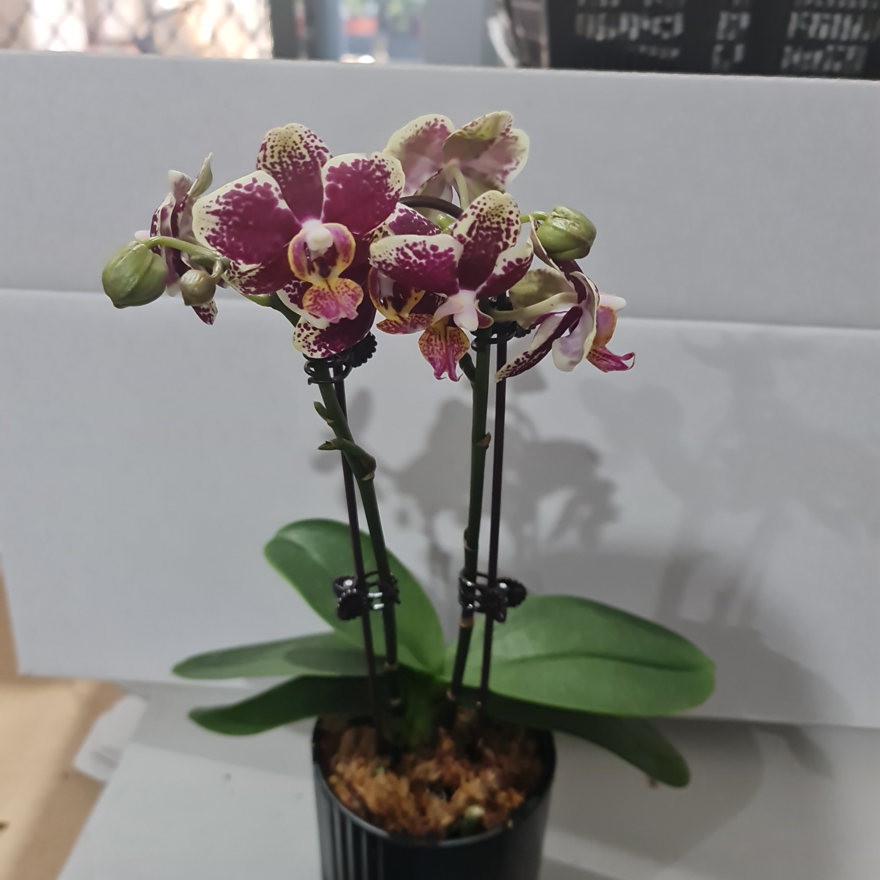 Phalaenopsis Anagram (MINIATURE IN FLOWER) Secondary image