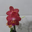 Phalaenopsis Tropic Paradise (MINIATURE IN FLOWER)