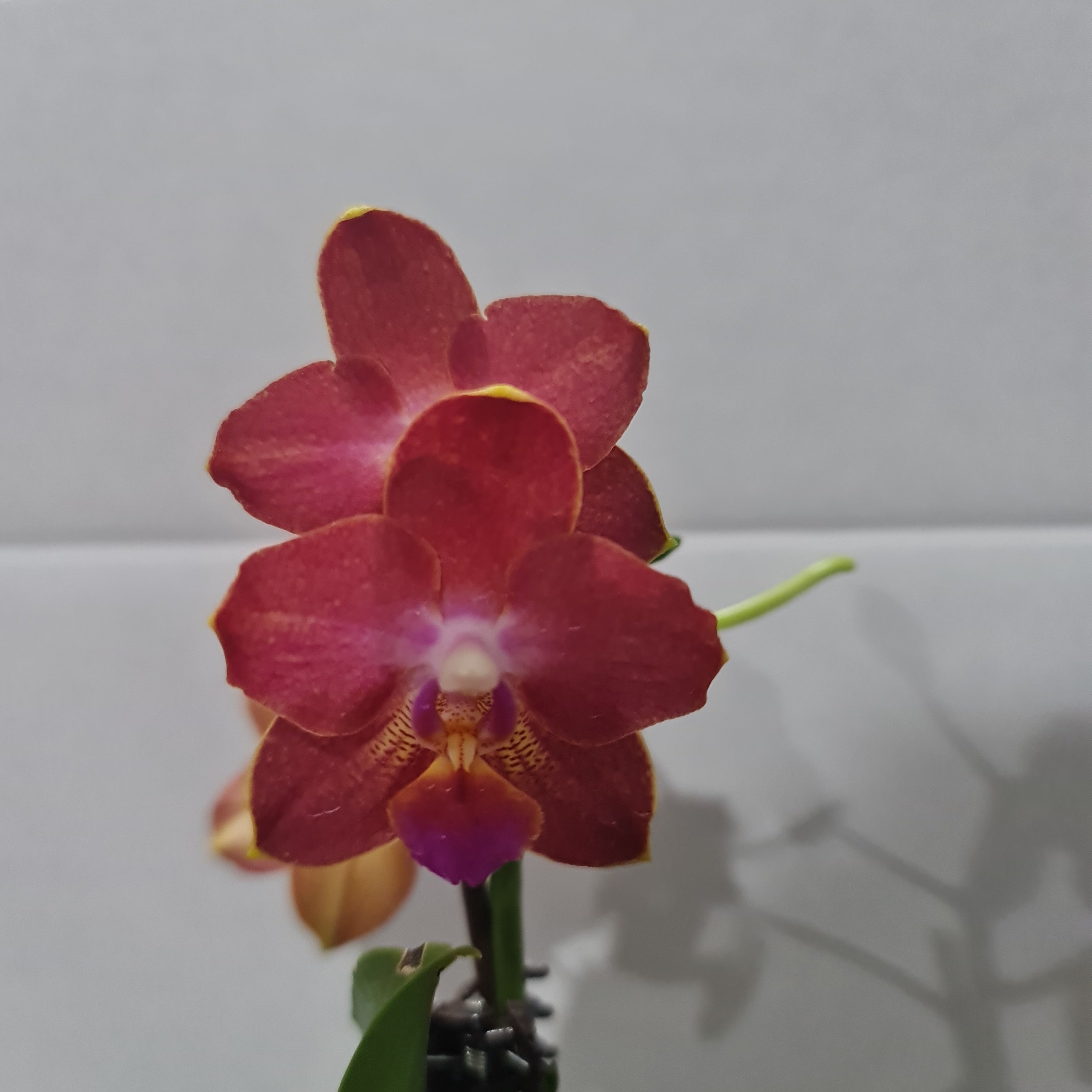Phalaenopsis Tropic Paradise (MINIATURE IN FLOWER) Secondary image