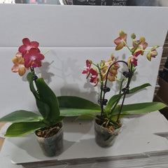 Phalaenopsis Tropic Paradise (MINIATURE IN FLOWER)