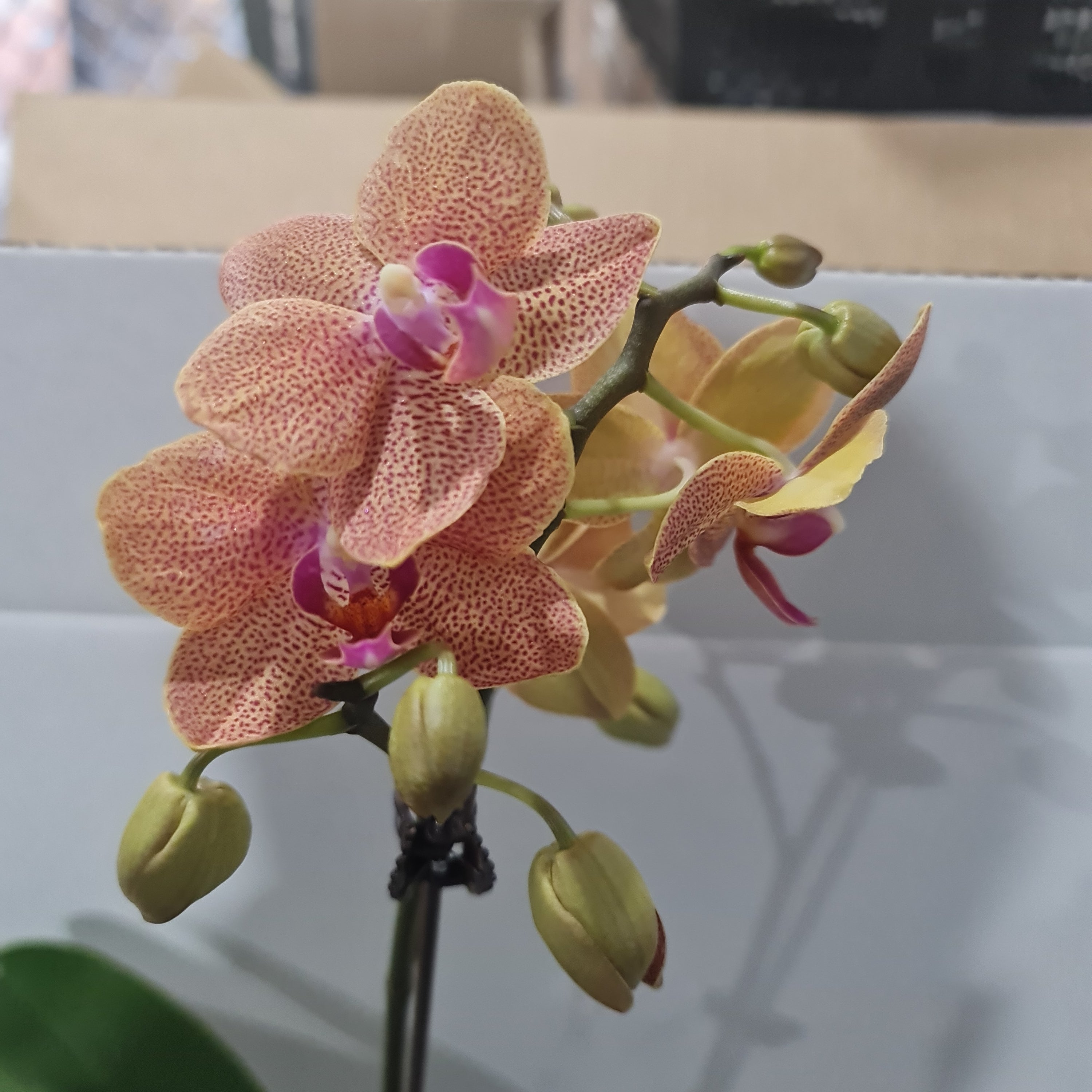Phalaenopsis Dotted Dreams (MINIATURE IN FLOWER) Secondary image