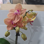 Phalaenopsis Dotted Dreams (MINIATURE IN FLOWER)