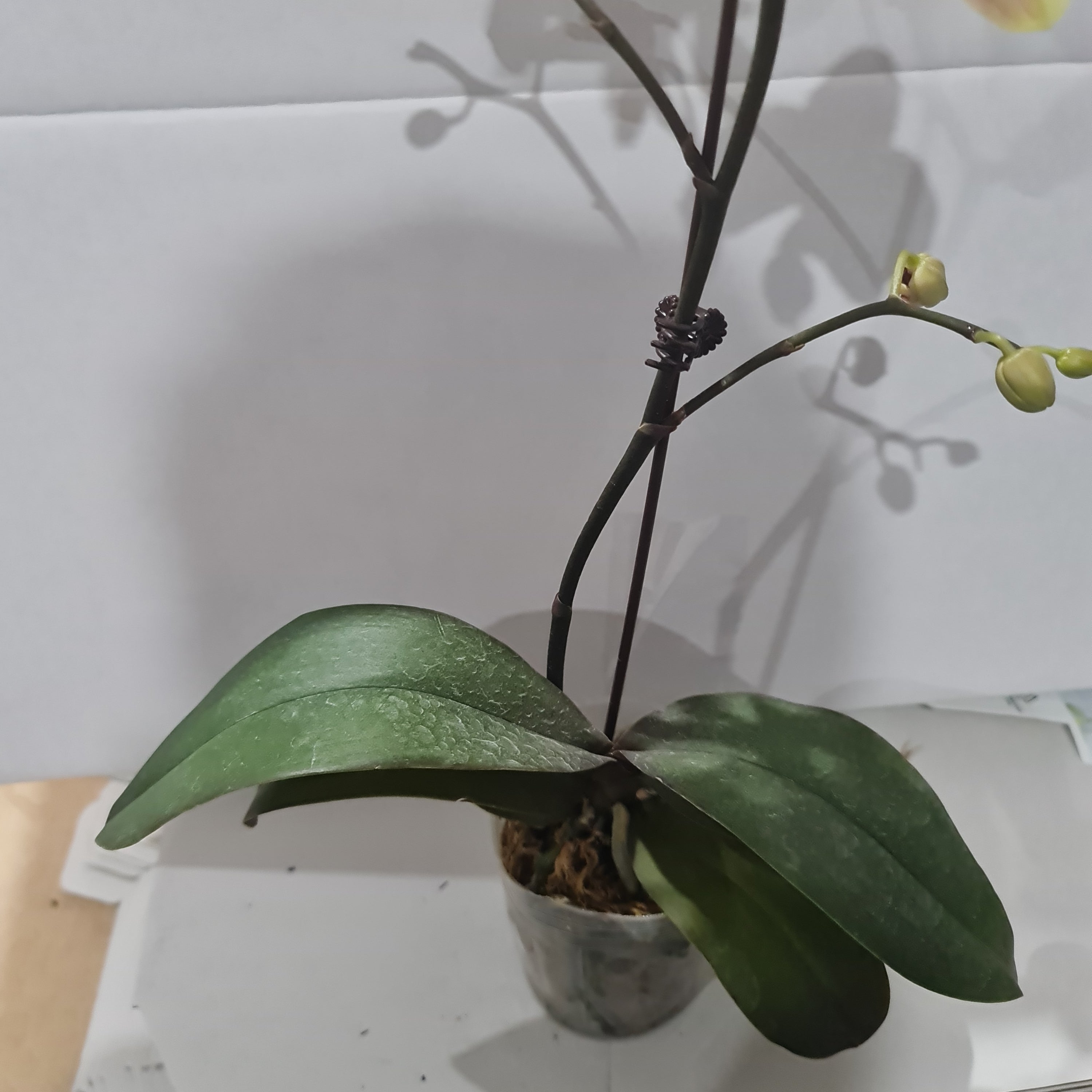 Phalaenopsis Gentle Love Secondary image