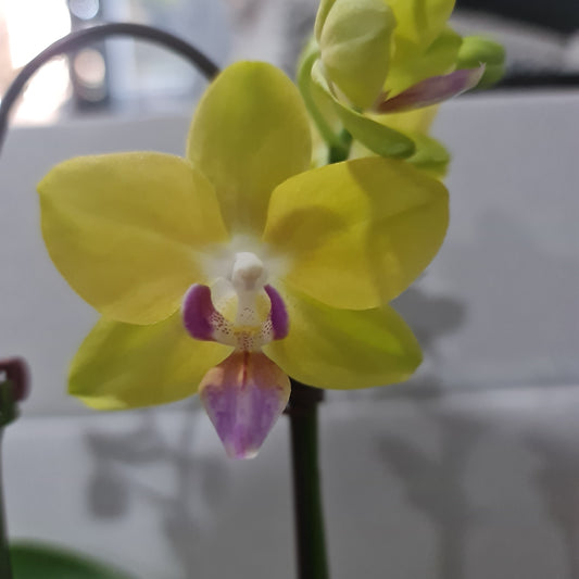 Phalaenopsis Sunrise (MINIATURE IN FLOWER)