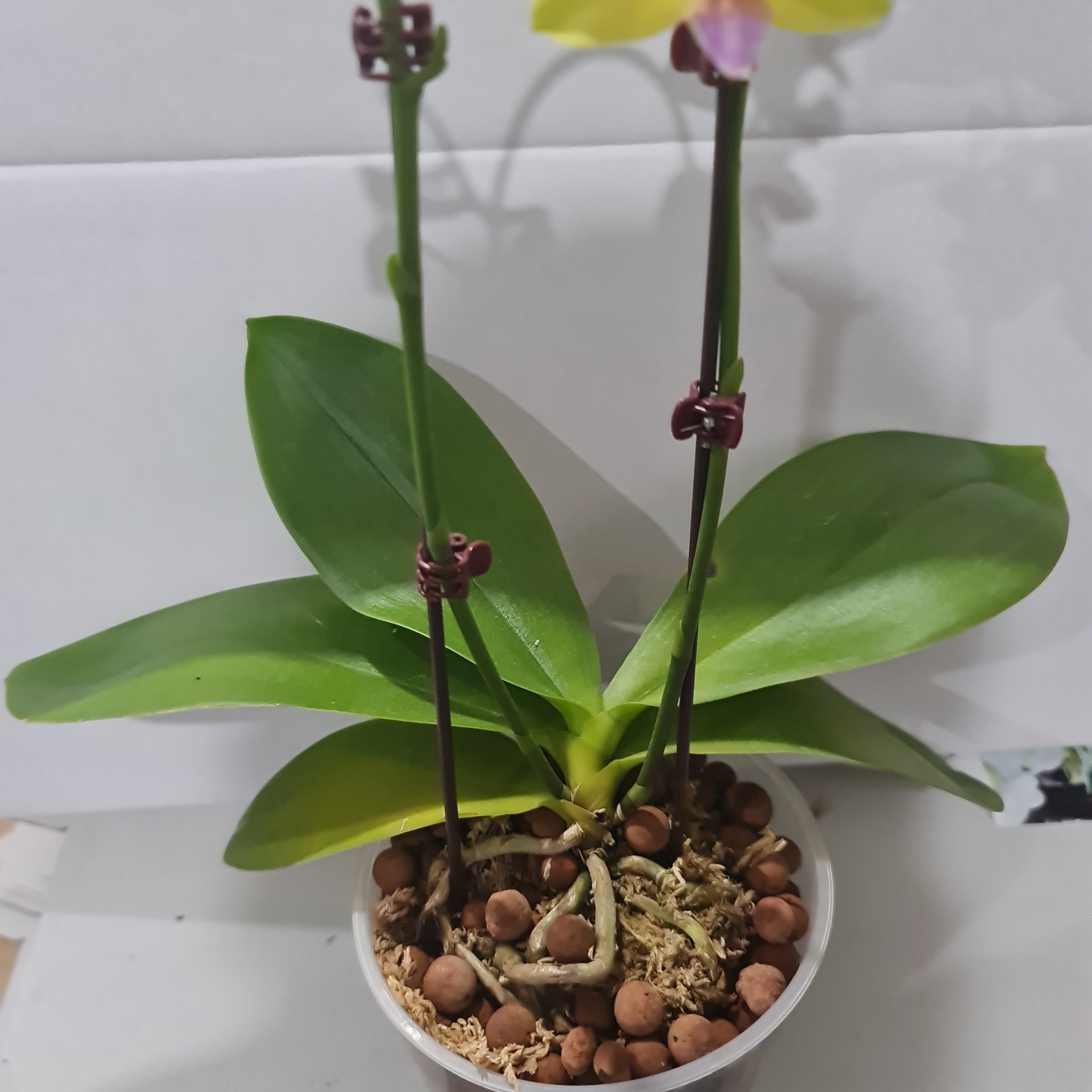 Phalaenopsis Sunrise (MINIATURE IN FLOWER) Secondary image
