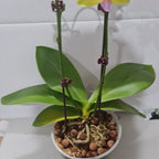 Phalaenopsis Sunrise (MINIATURE IN FLOWER)
