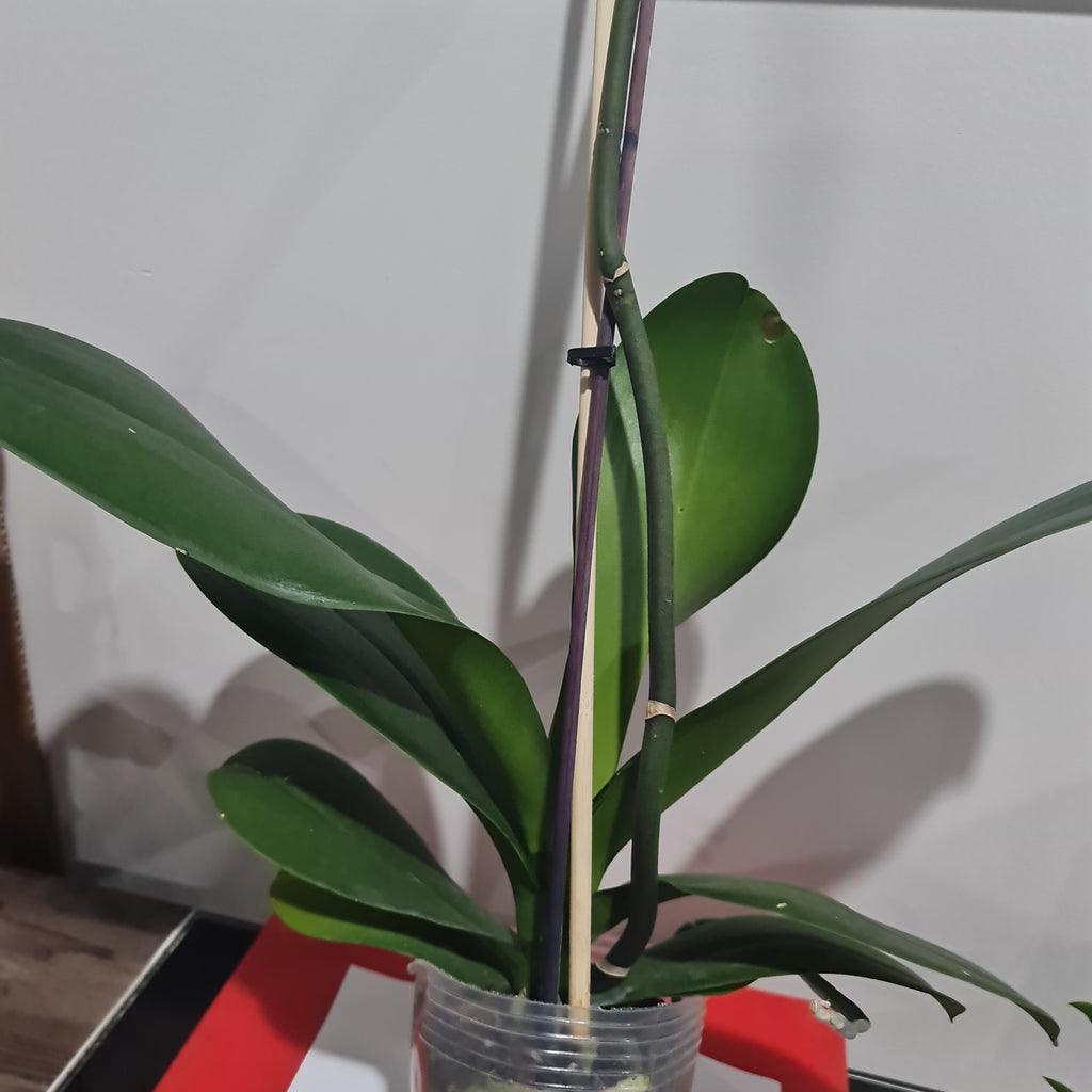 Phalaenopsis Silver Light (Blooming Size)