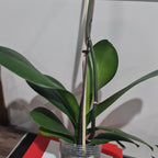 Phalaenopsis Silver Light (Blooming Size)
