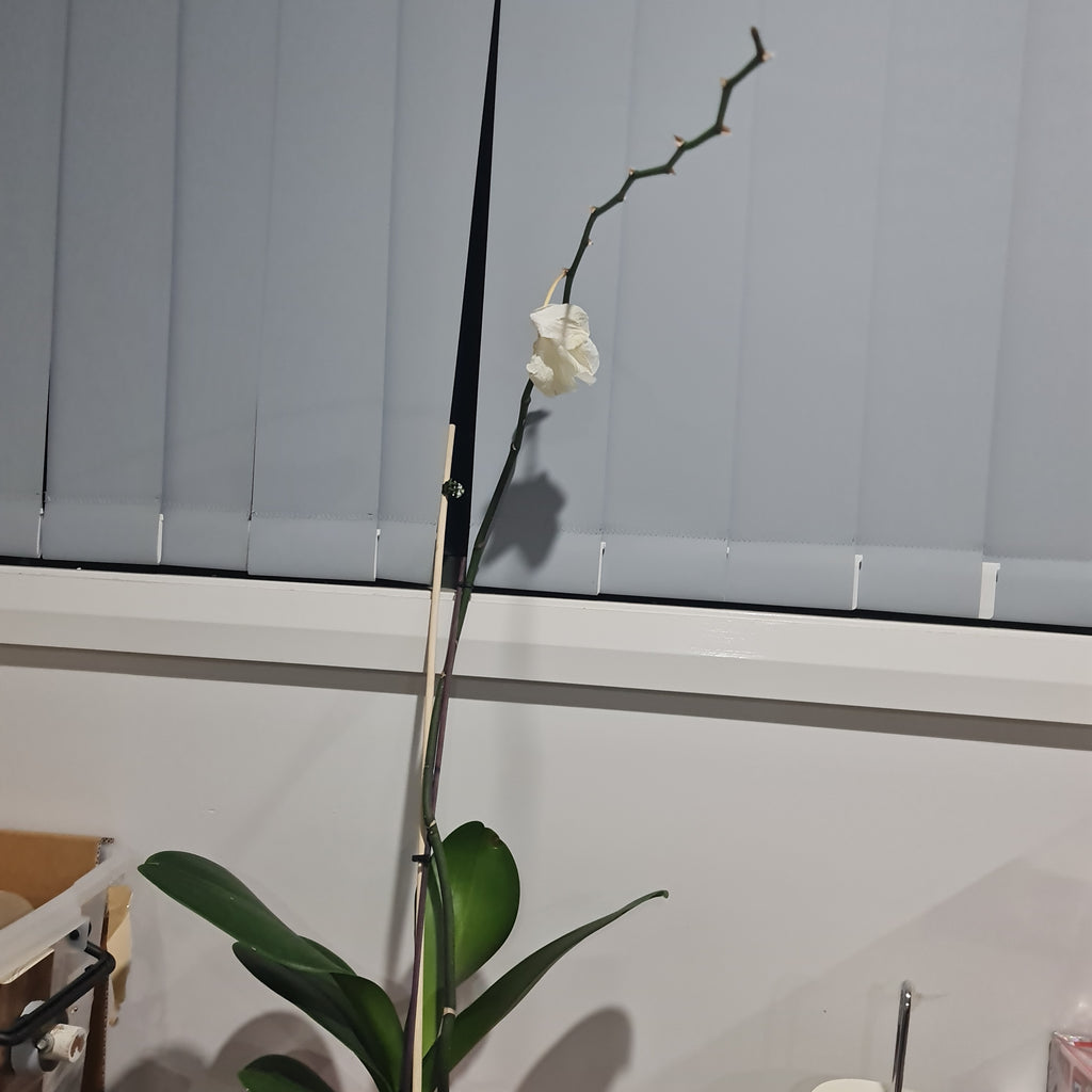 Phalaenopsis Silver Light (Blooming Size)