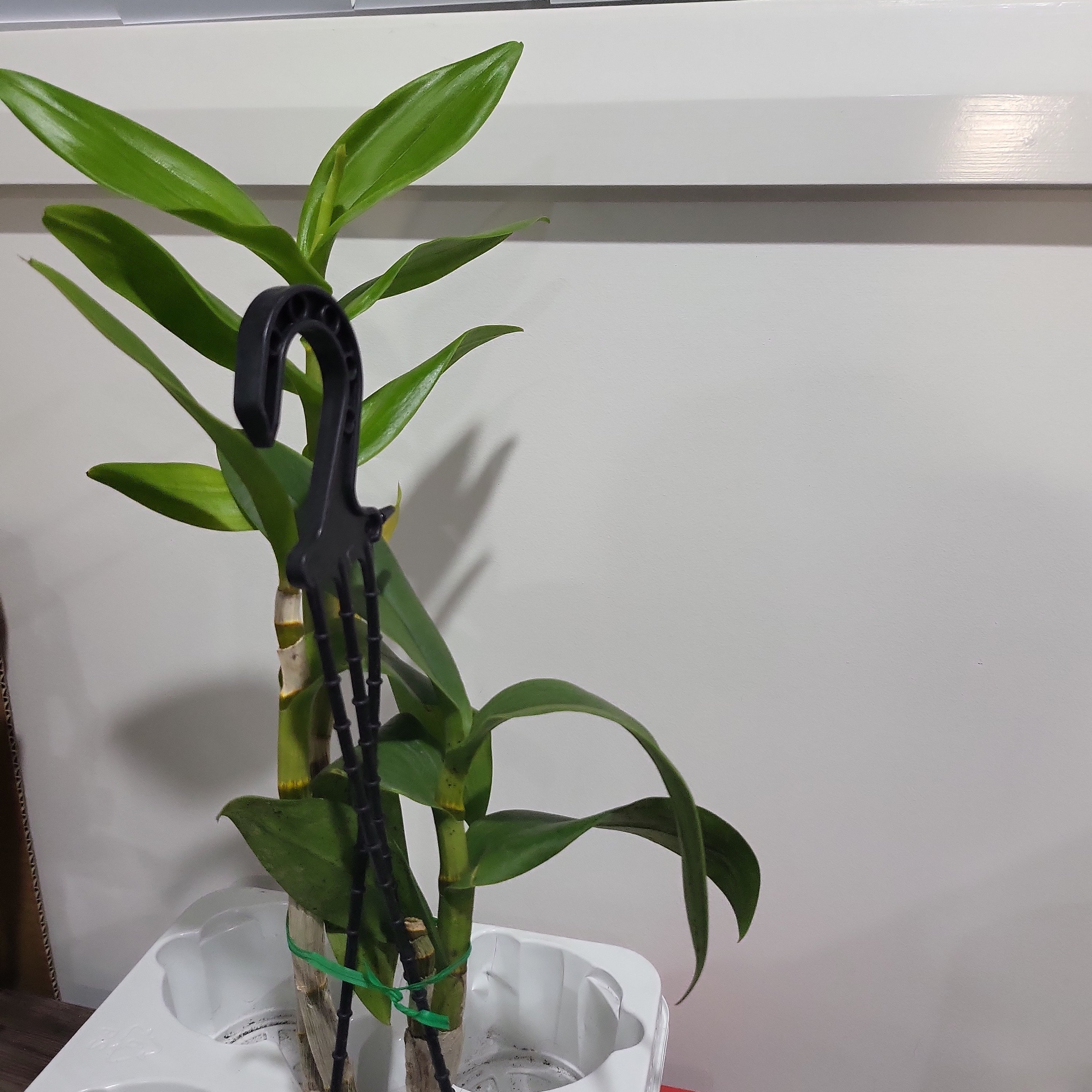 Dendrobium Jiad Brown (In Spike) Secondary image