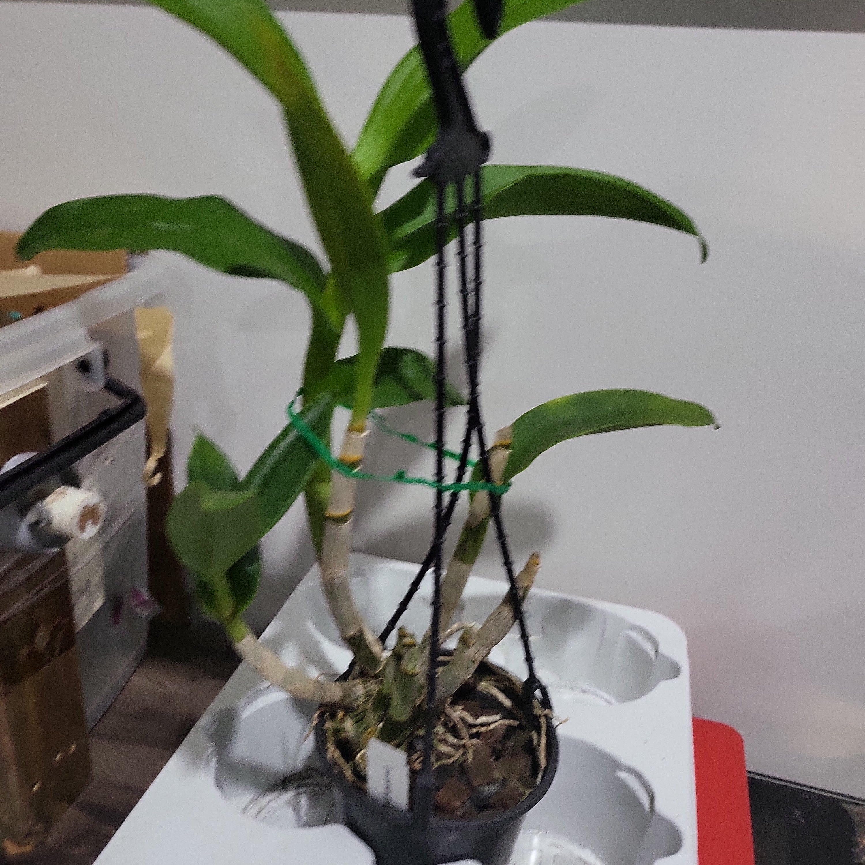 Dendrobium gift by god (Easy To Grow Orchid) Secondary image