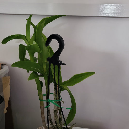 Den. Burana Jade x Lasianthera