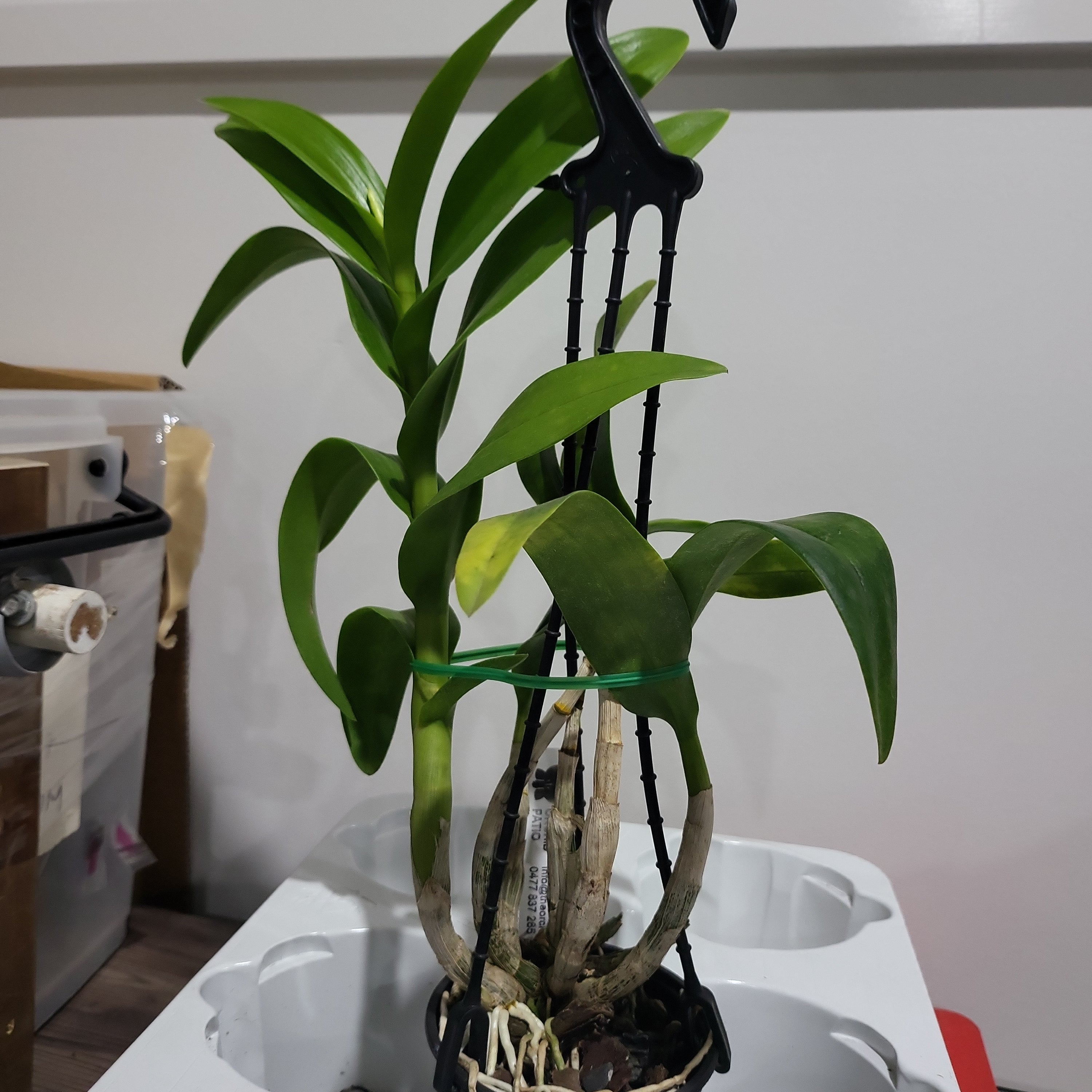 Dendrobium Yellow Splash IN SPIKE Secondary image