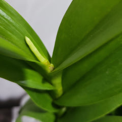 Dendrobium Yellow Splash IN SPIKE