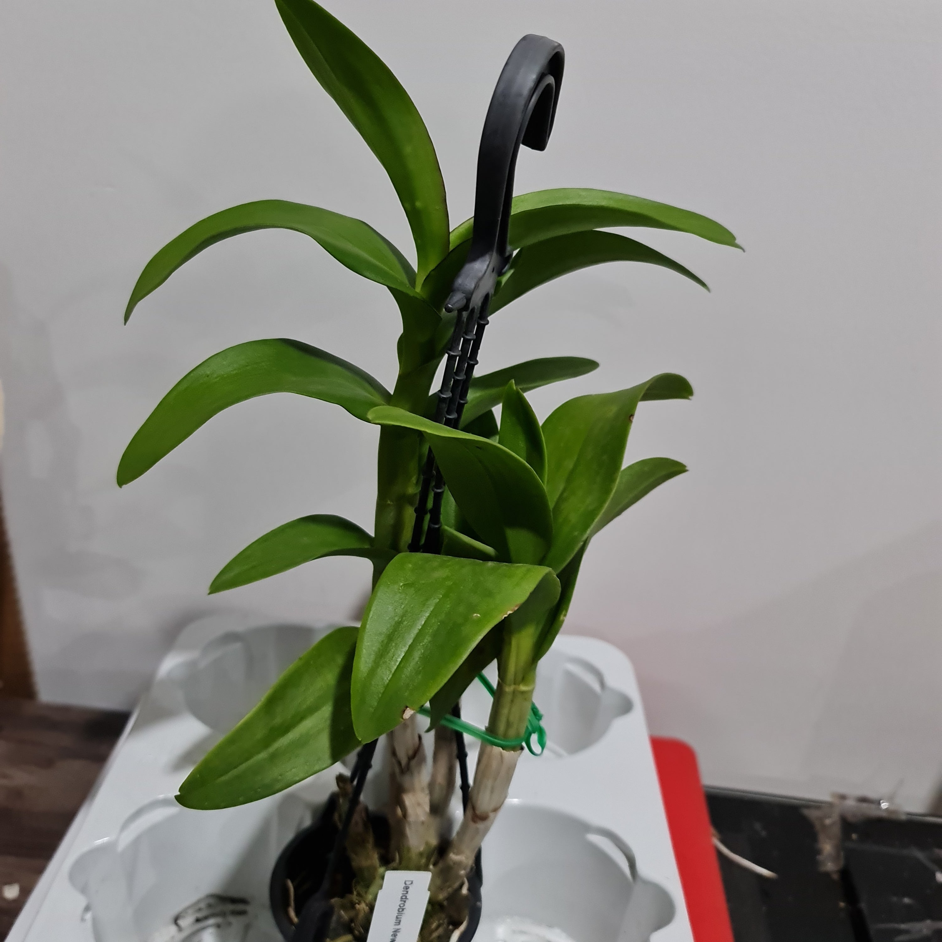 Dendrobium New Burana Red Stem (Blooming Size) Secondary image