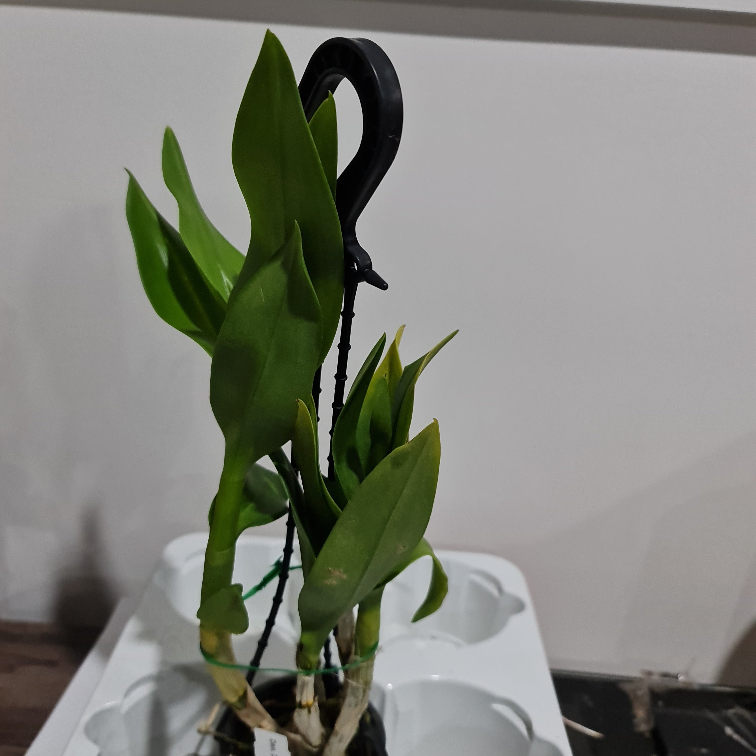 Dendrobium Dream 8
