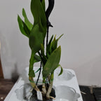 Dendrobium Dream 8