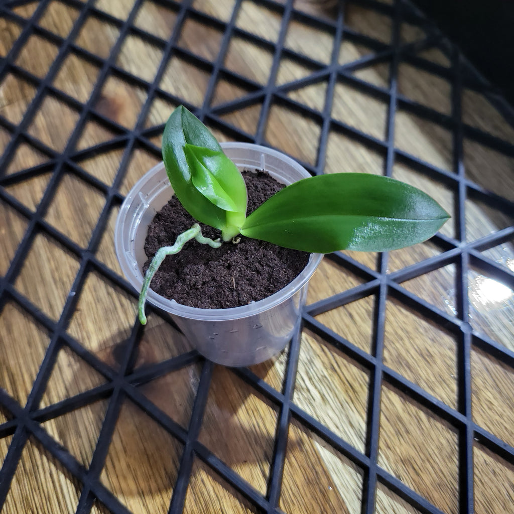 Phalaenopsis Modesta (Rare and fragrant species)