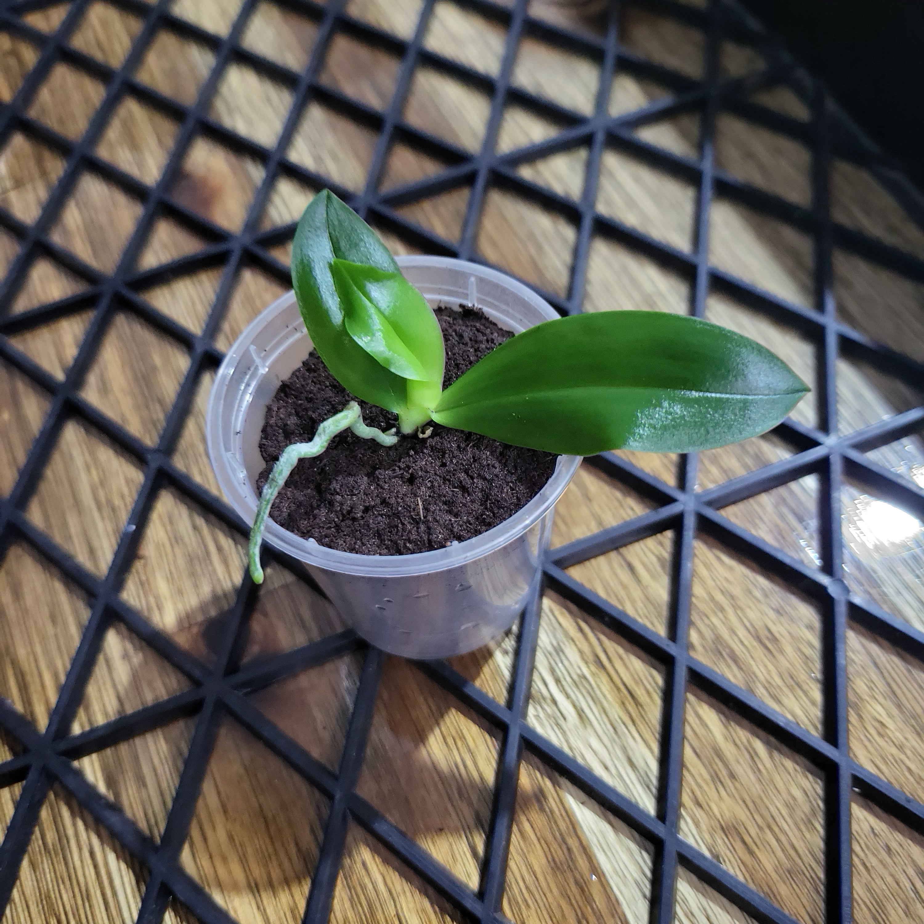 Phalaenopsis Modesta (Rare and fragrant species)