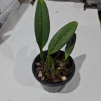 Bulbophyllum Rothschilidianum (Dark)