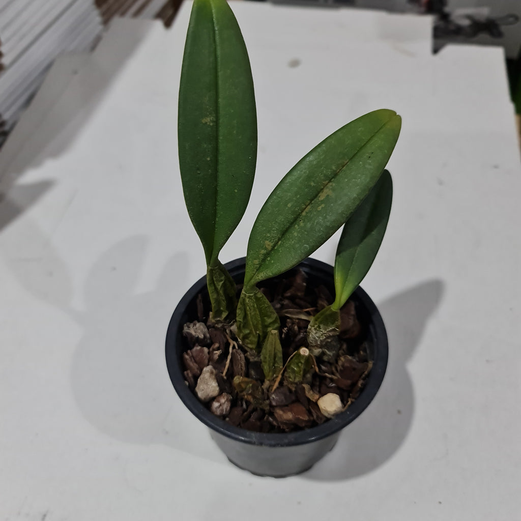 Bulbophyllum Rothschilidianum (Dark)