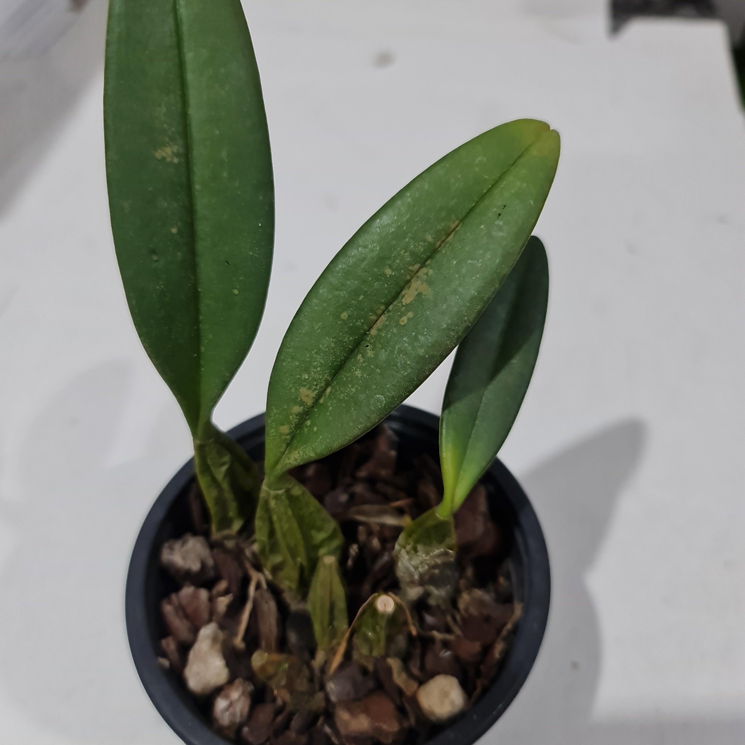 Bulbophyllum Rothschilidianum (Dark)
