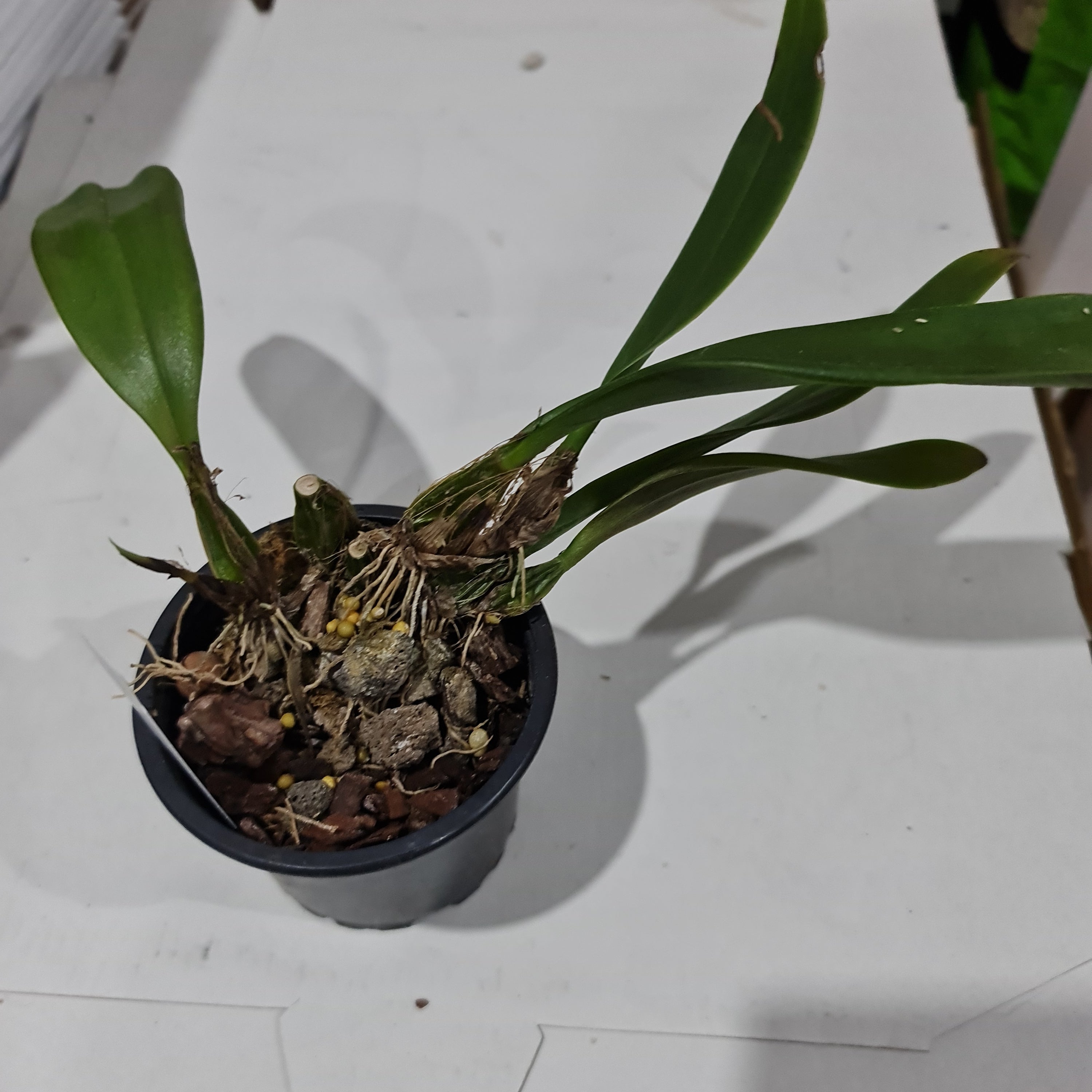 Bulbophyllum Sanguineopunctatum Secondary image