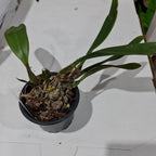 Bulbophyllum Sanguineopunctatum