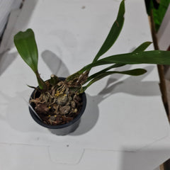 Bulbophyllum Sanguineopunctatum