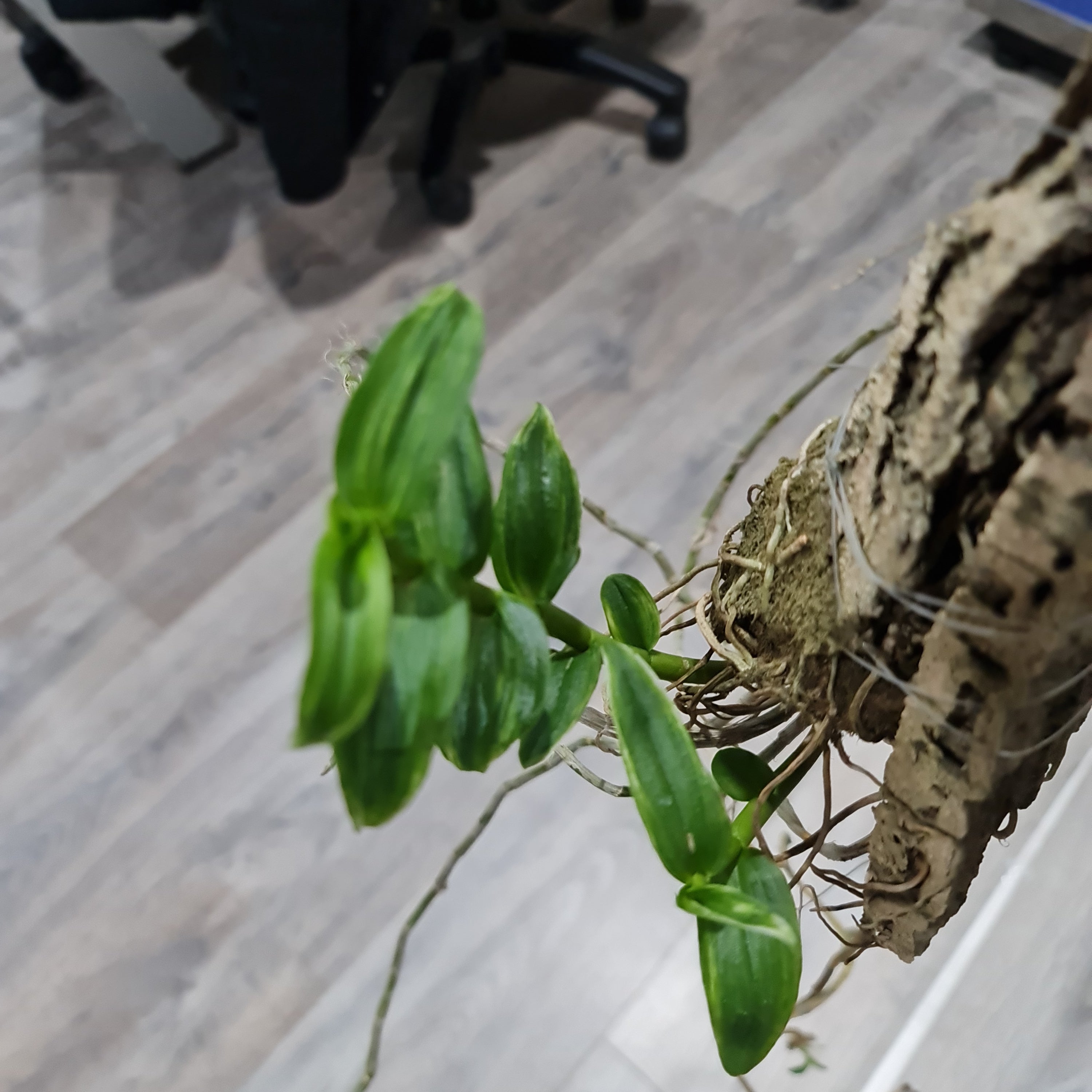Dendrobium Anosmum alba (Variegated)