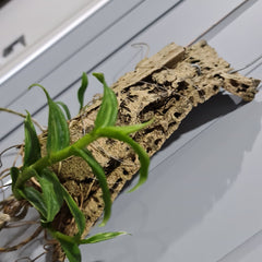 Dendrobium Anosmum alba (Variegated)