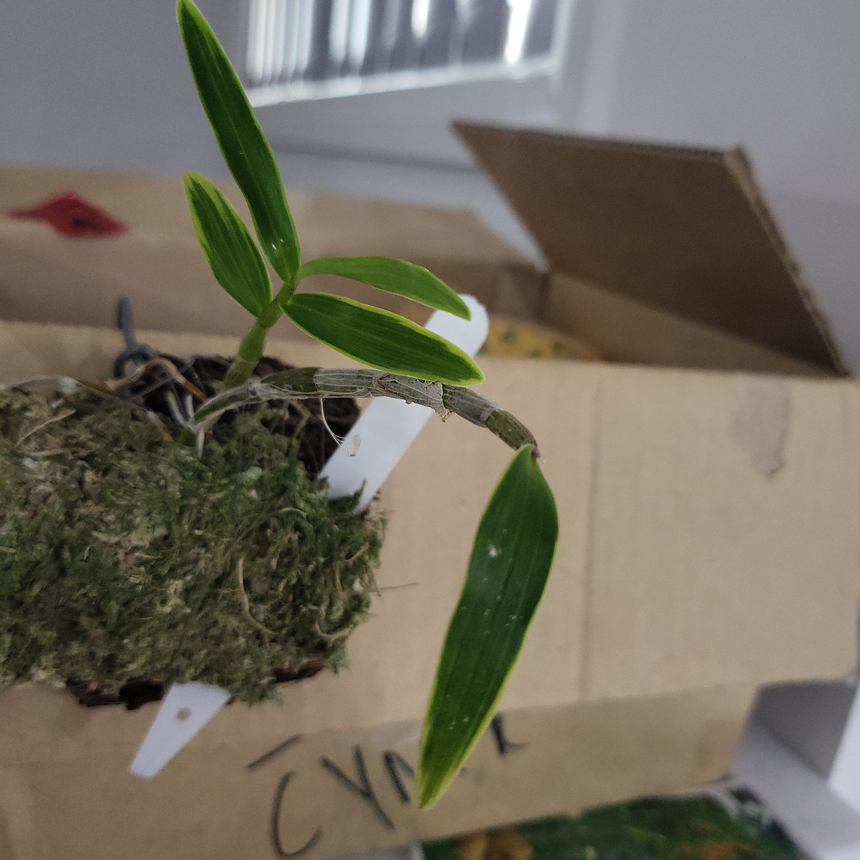 Dendrobium kingianum variegated Secondary image