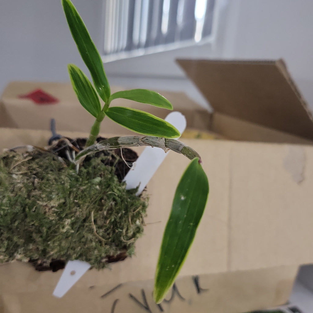 Dendrobium kingianum variegated