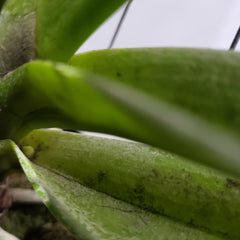 Aerides rigida