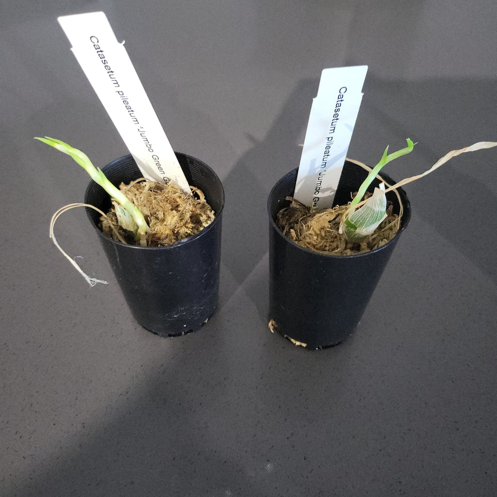 TOP - Catasetum pileatum 'Jumbo Green Gold' (Fragrant Species)