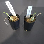 TOP - Catasetum pileatum 'Jumbo Green Gold' (Fragrant Species)