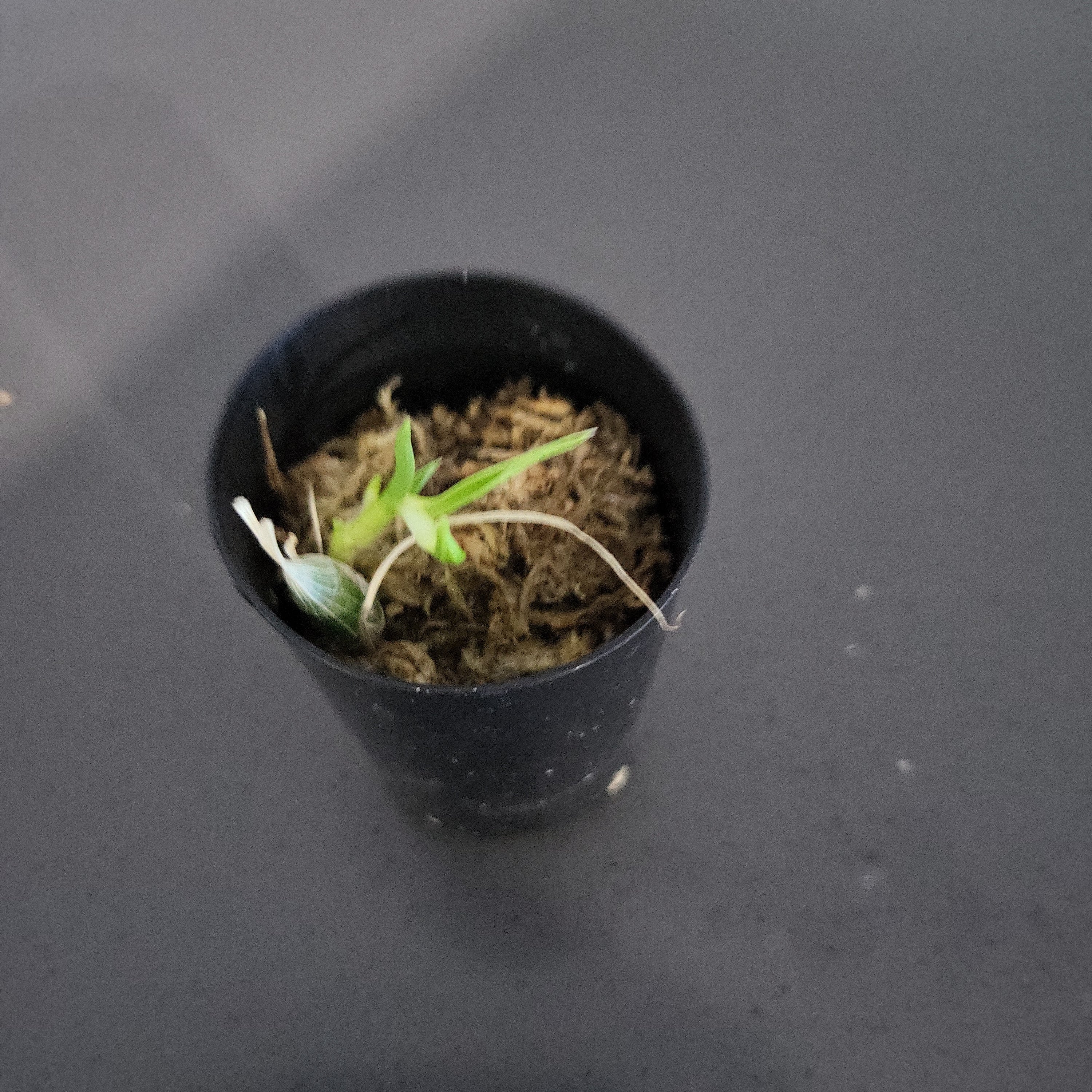 TOP Cycnodes Jumbo Puff ( Fragrant )