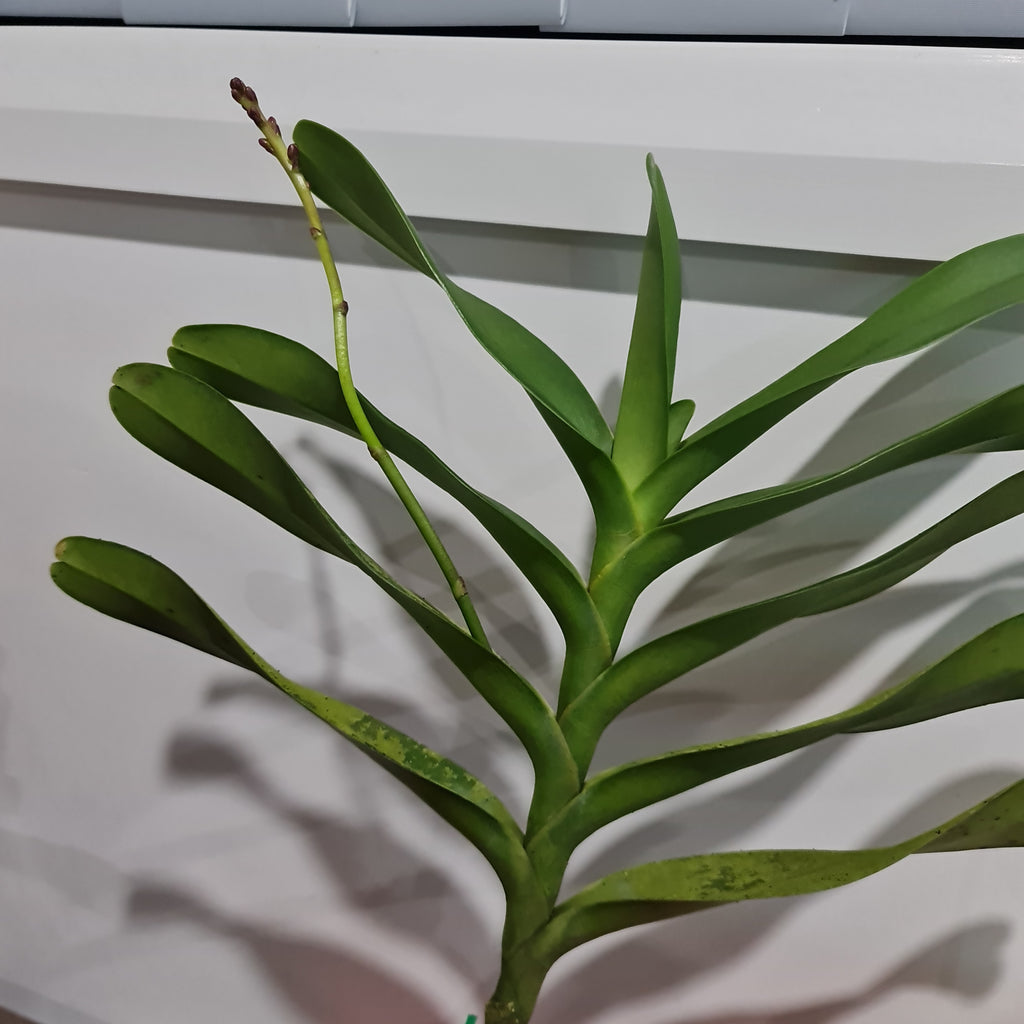 RENANSTYLIS BANGKOK BEAUTY (FLOWERING - IN SPIKE)