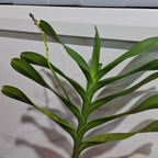 RENANSTYLIS BANGKOK BEAUTY (FLOWERING - IN SPIKE)