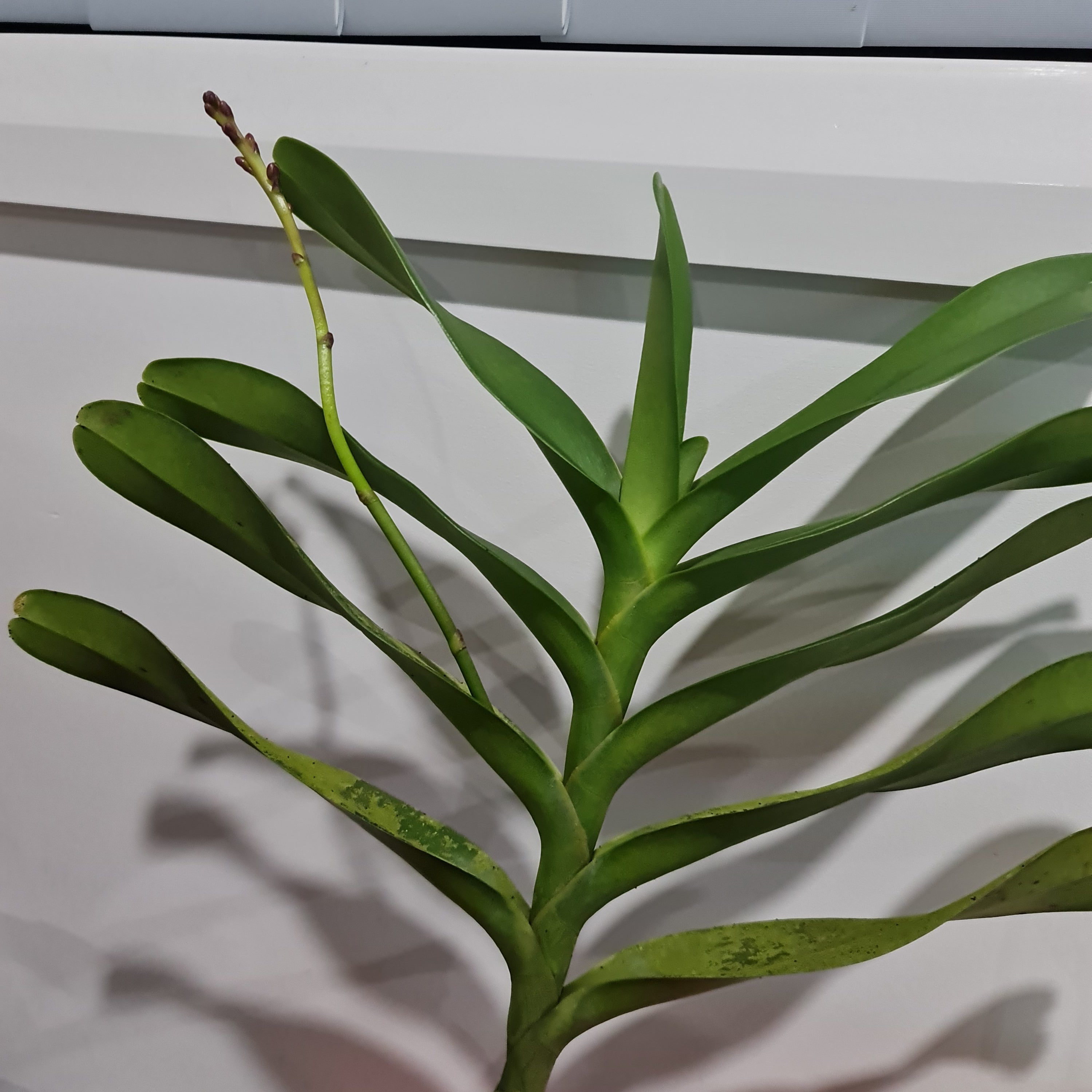 RENANSTYLIS BANGKOK BEAUTY (FLOWERING - IN SPIKE)