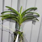 Vanda Wirat x Dr. Anek ( FLOWERING - IN SPIKE!)
