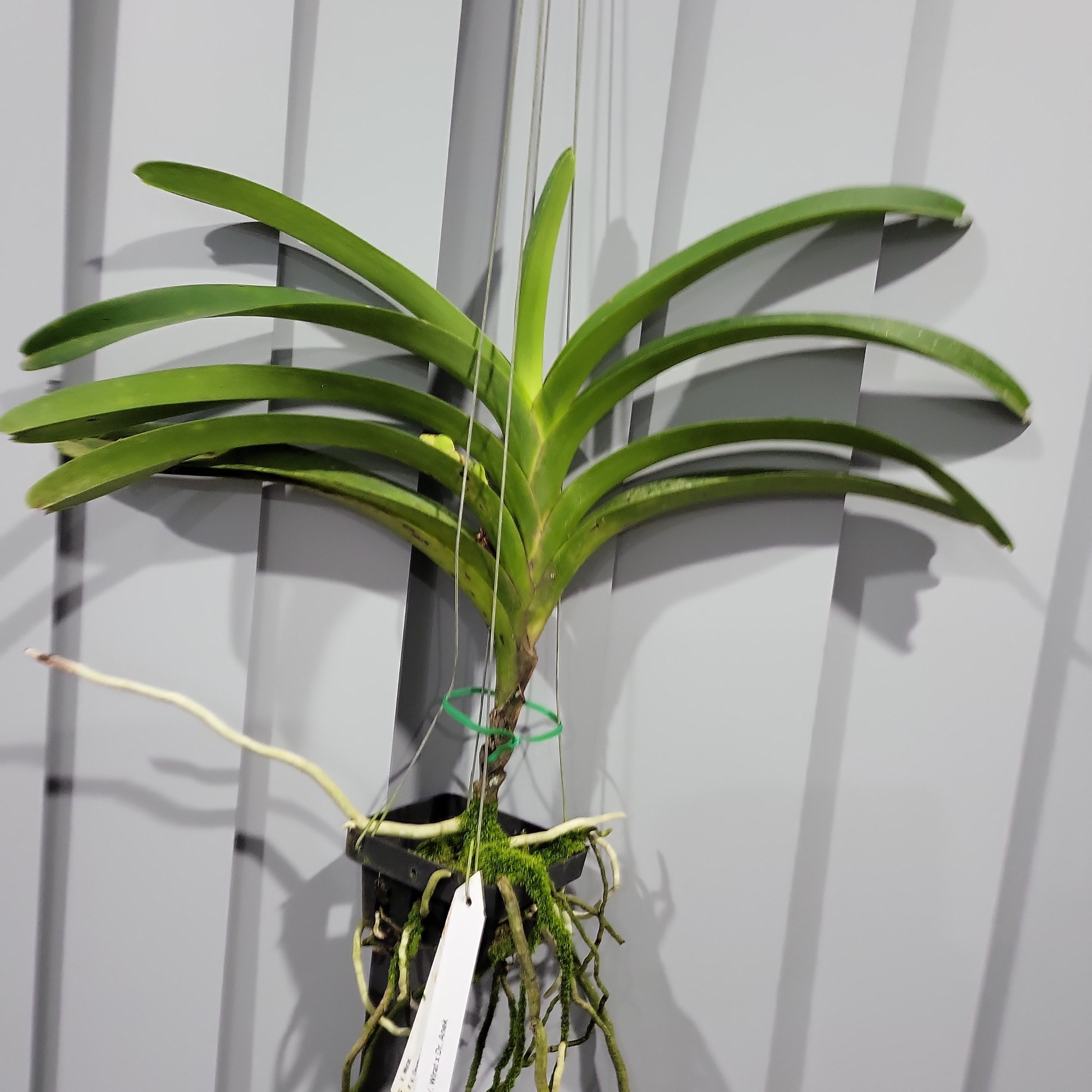 Vanda Wirat x Dr. Anek ( FLOWERING - IN SPIKE!)