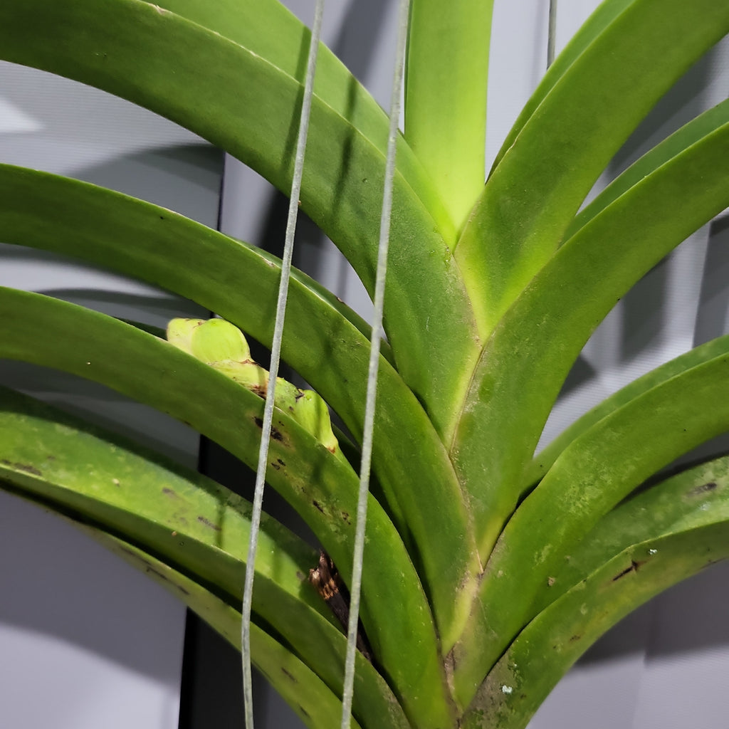 Vanda Wirat x Dr. Anek ( FLOWERING - IN SPIKE!)